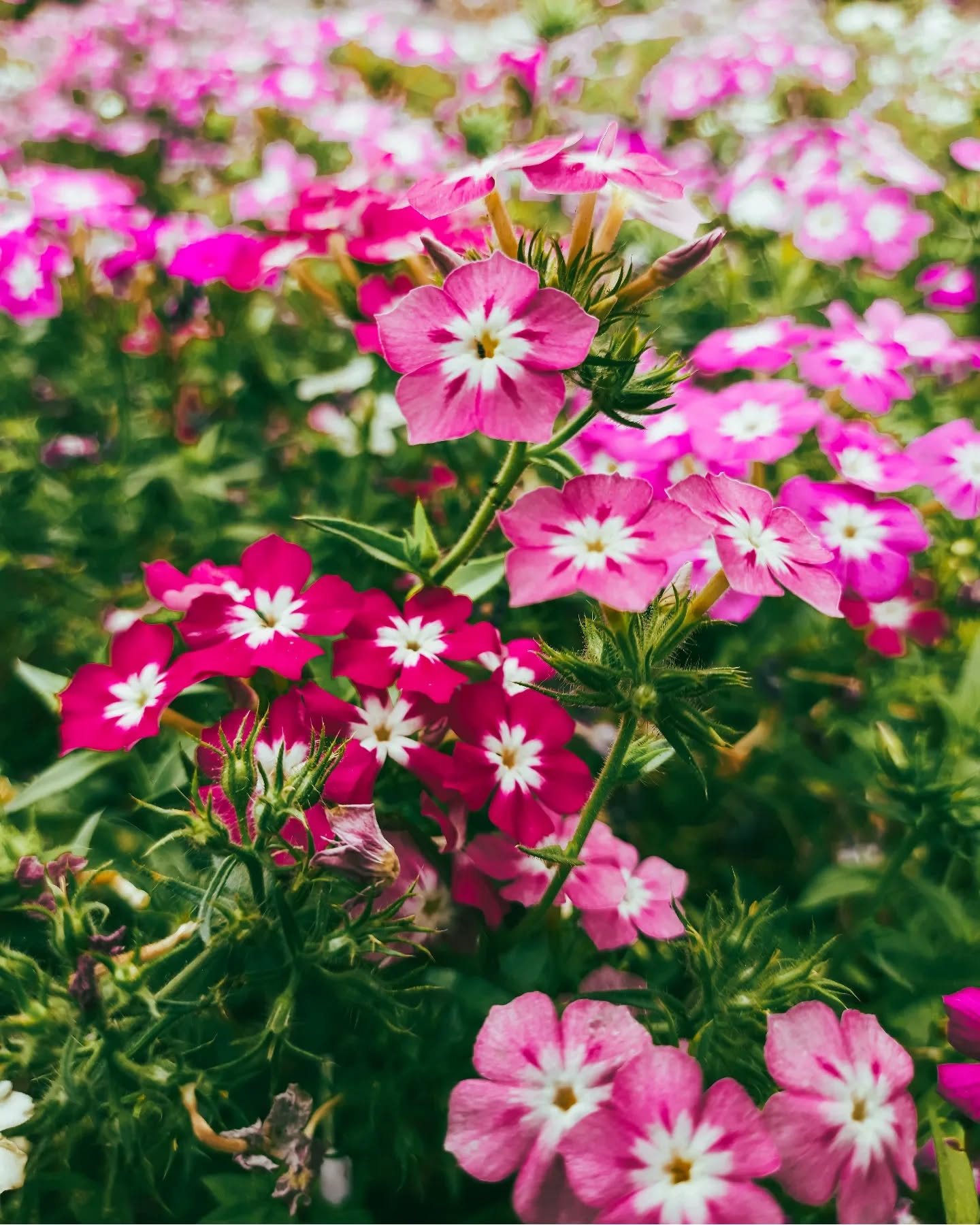 To me, Flowes are happiness 🌸
.
.
.
📍Sunder Nursery - Delhi's Heritage Park
.
.
.
.
.
.
.
.
Tags:
#flower #flowerphotography #sundernursery #sunder #naturephotography #naturelovers #samsung #galaxy #galaxycreator #flowers🌸